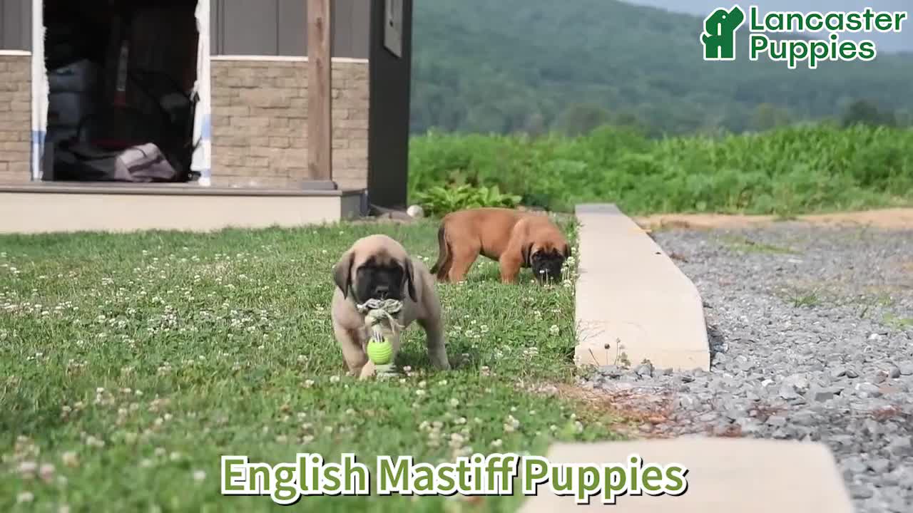 English Mastiff dogs for sale: Moose - Video 1
