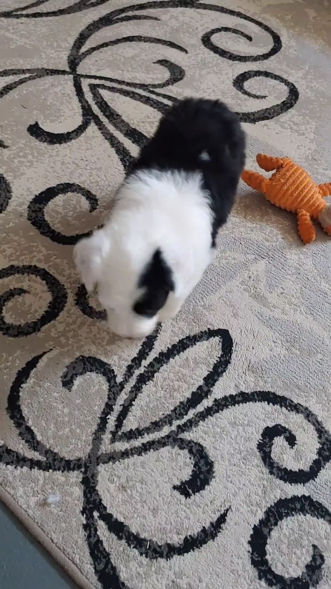 Old English Sheepdog dogs for sale: Crystal  - Video 1