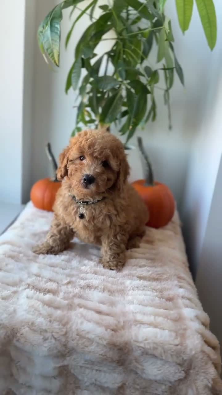 Mini Goldendoodle dogs for sale: Hermes - Video 1