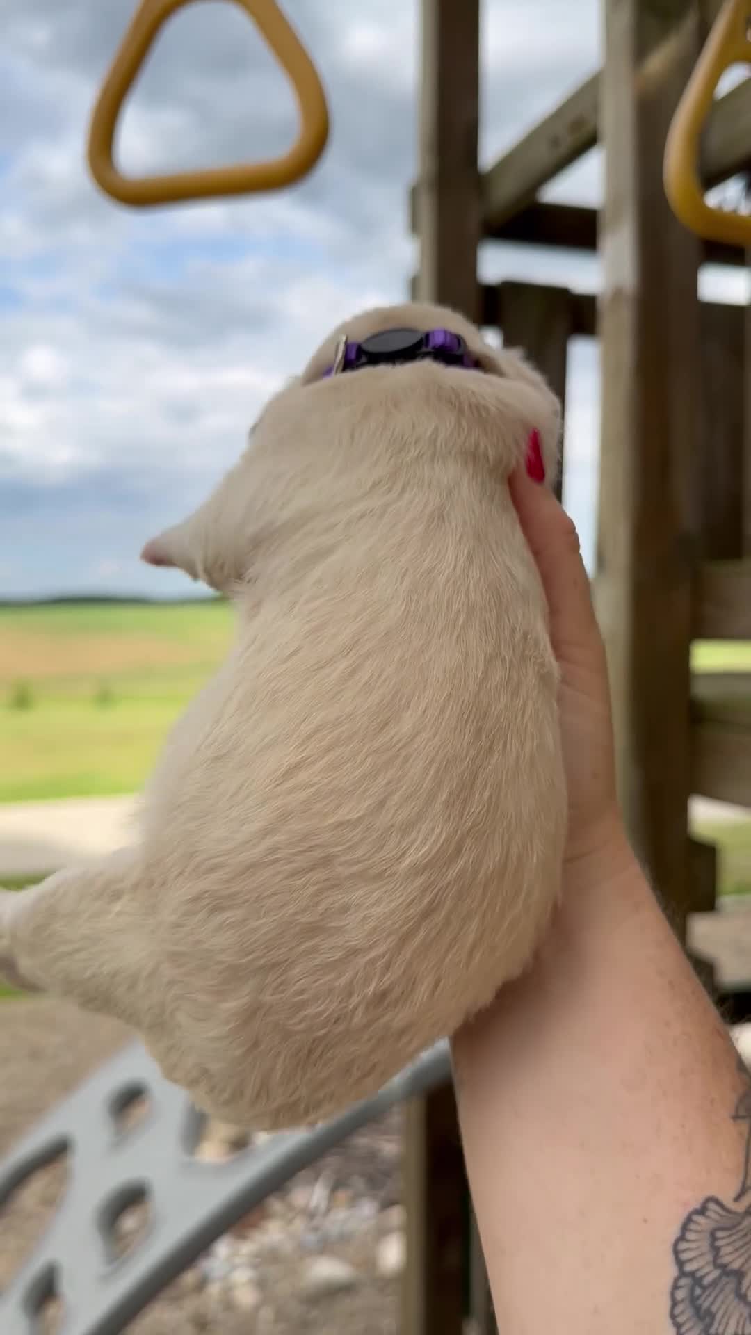 Goldendoodle dogs for sale: Marigold - F1b - Video 1