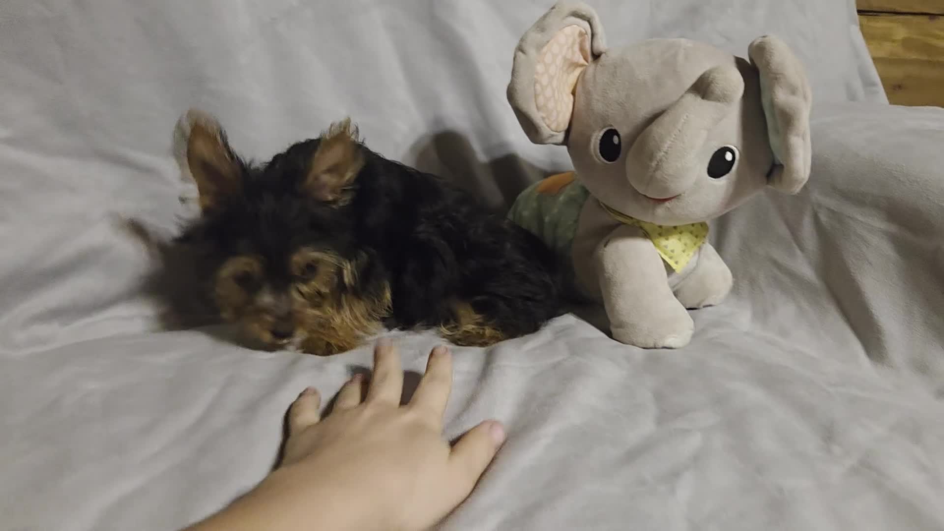 Yorkshire Terrier dogs for sale: Sherlock - Video 1