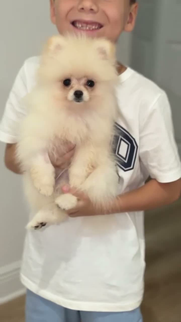 Pomeranian dogs for sale: Teddy, JR - Video 3