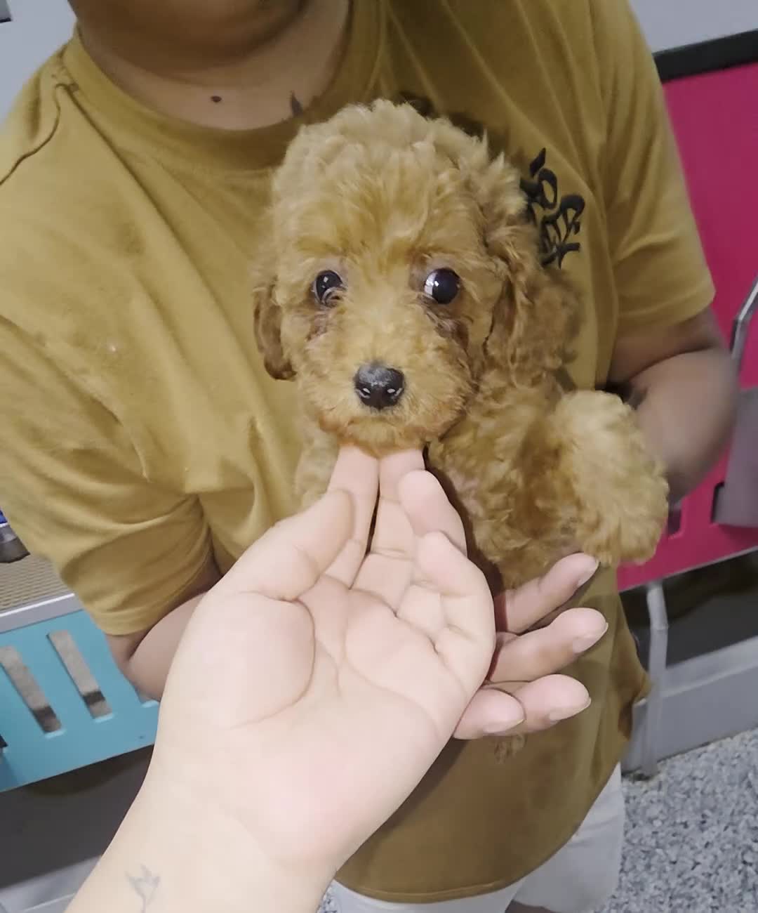 Toy Poodle dogs for sale: Toy Poodle Lucy - Video 2