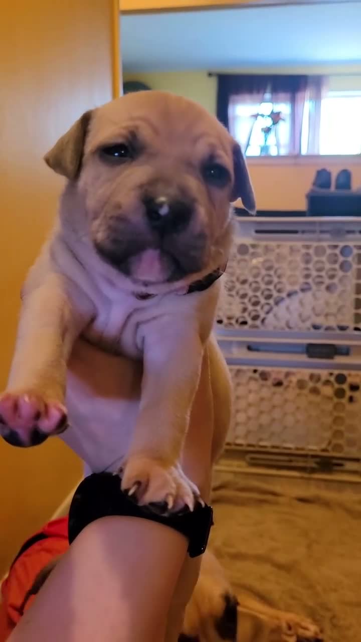 American Bully dogs for sale: Amethyst  - Video 1