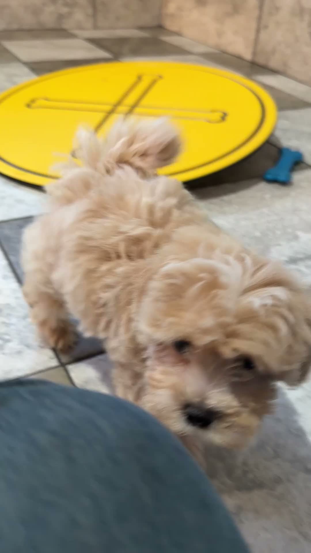 Maltipoo dogs for sale: Danny - Video 1