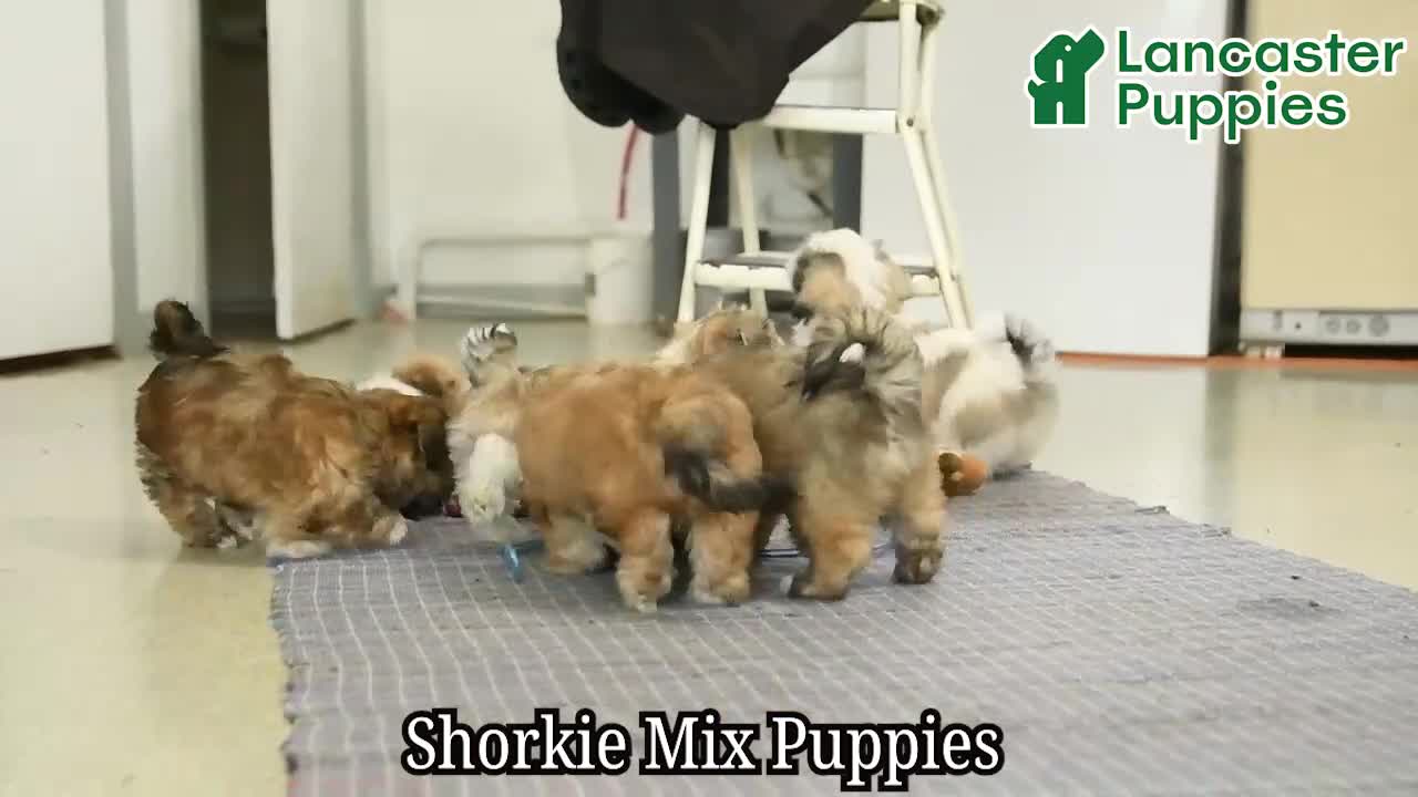 Mixed Breed dogs for sale: Ollie - Video 1