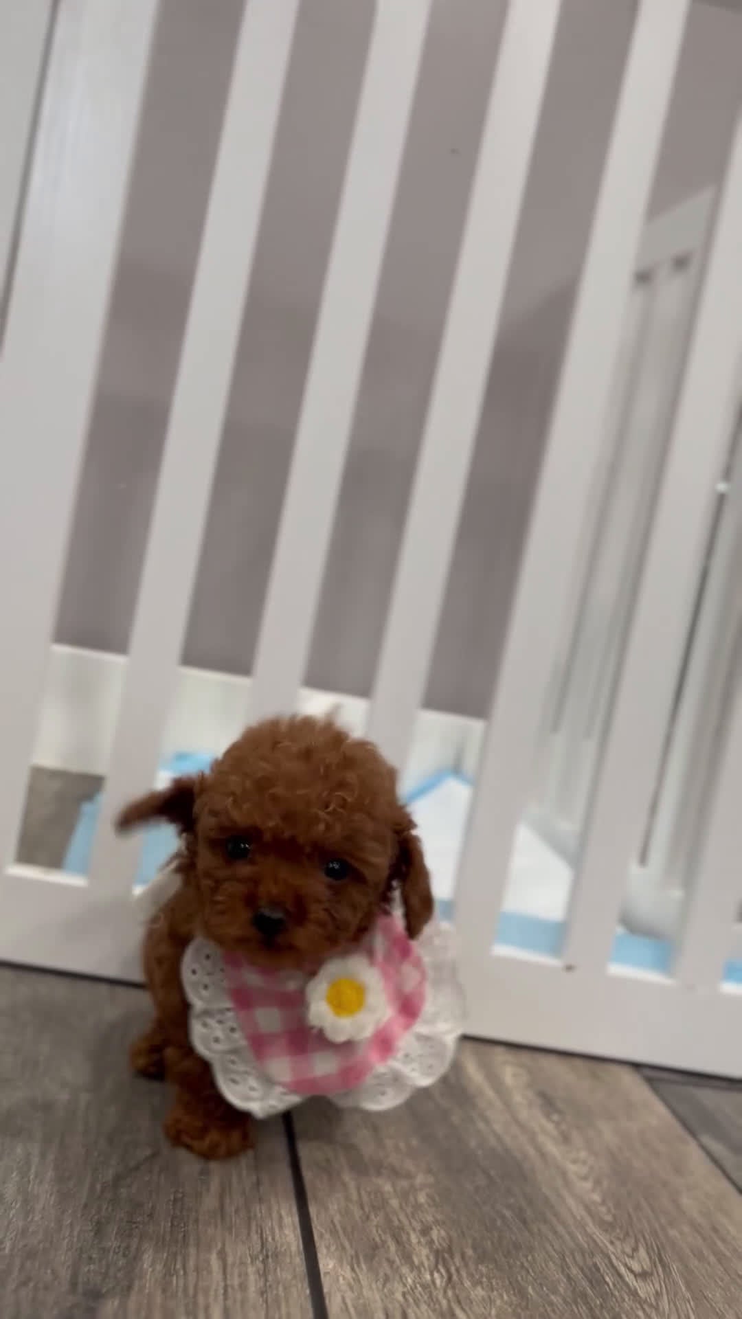 Toy Poodle dogs for sale: Toy Poodle Puppy 4 - Video 1