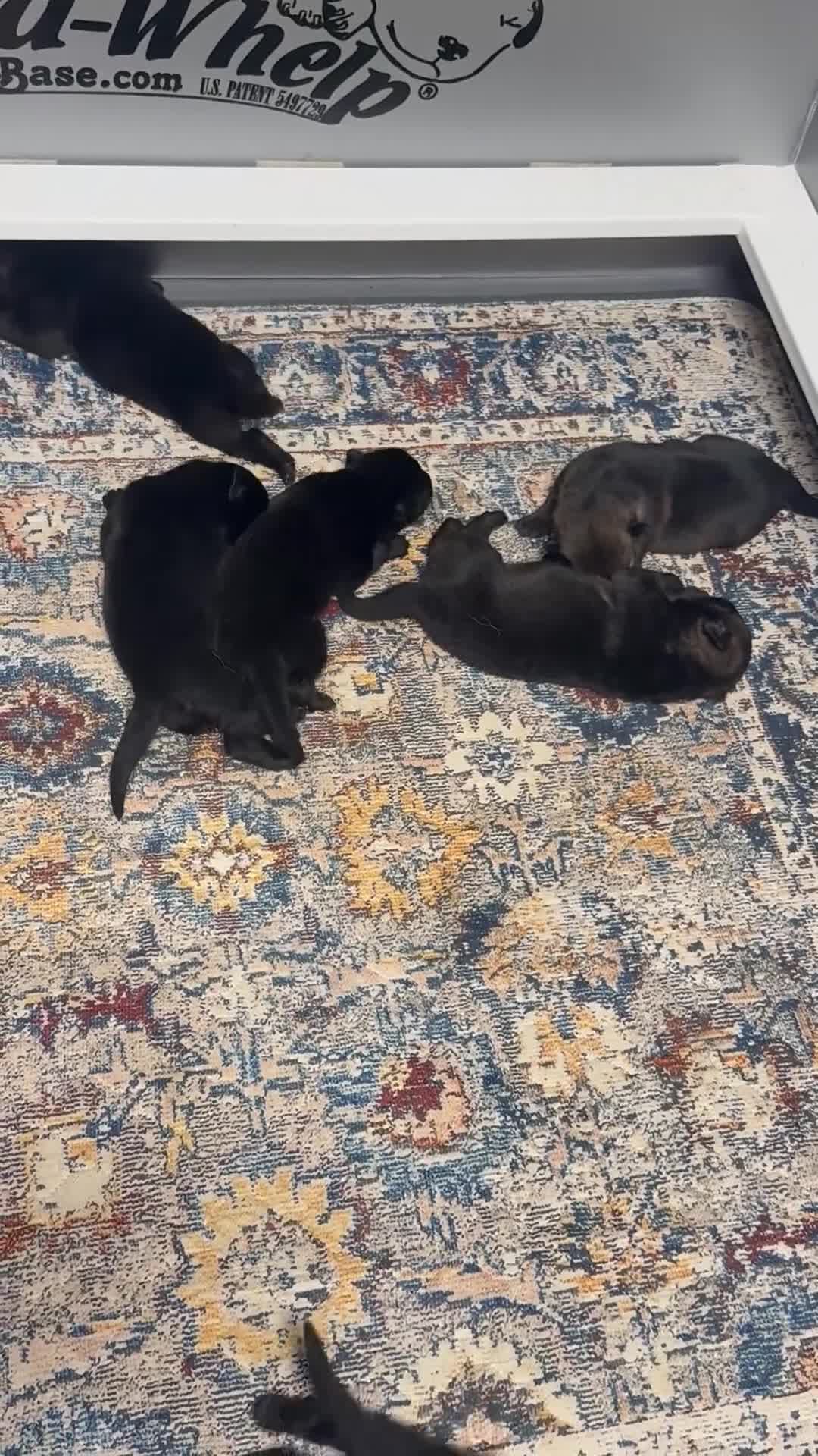 German Shepherd dogs for sale: Shelby - Video 1