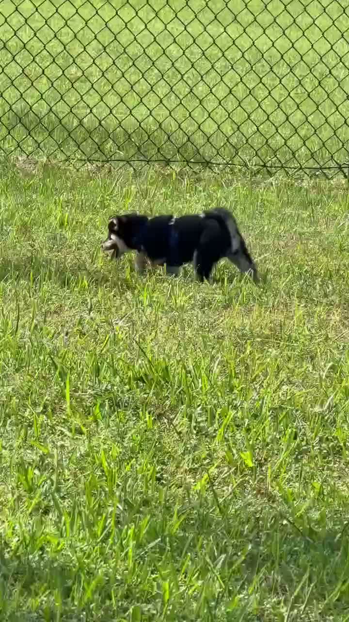 Shiba Inu dogs for sale: Shiba Inu 4 - Video 1