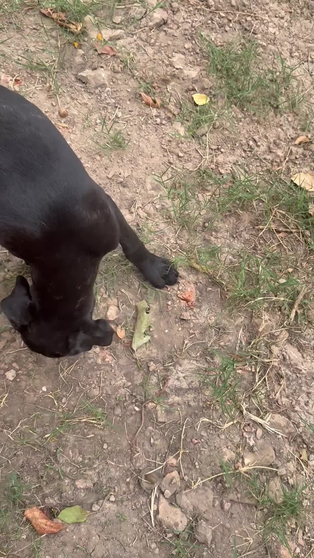 Cane Corso dogs for sale: **Age Reduction** Crowley AKC  - Video 1