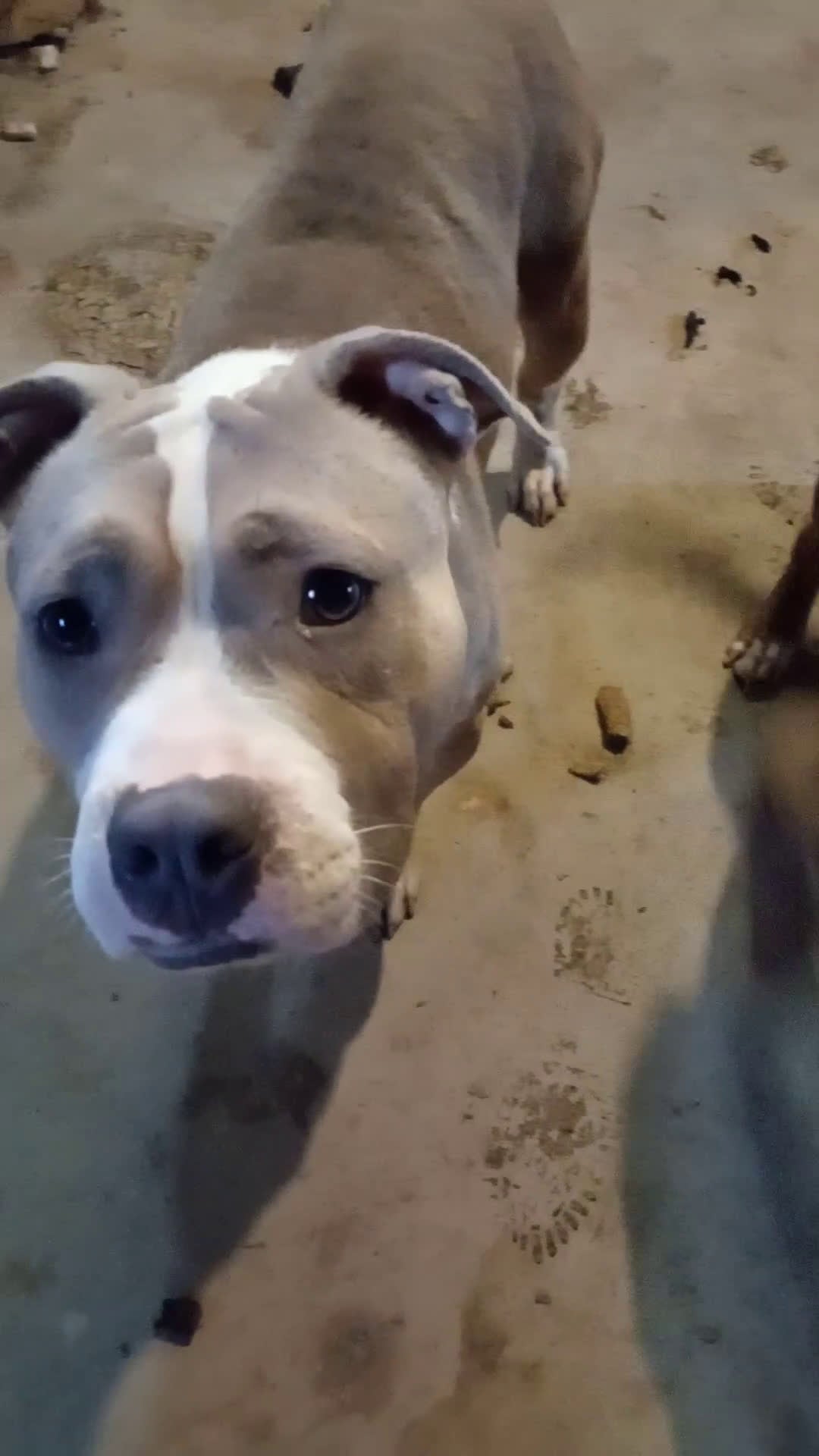 Mixed Breed dogs for sale: Mixed Breed Puppy 2 - Video 1