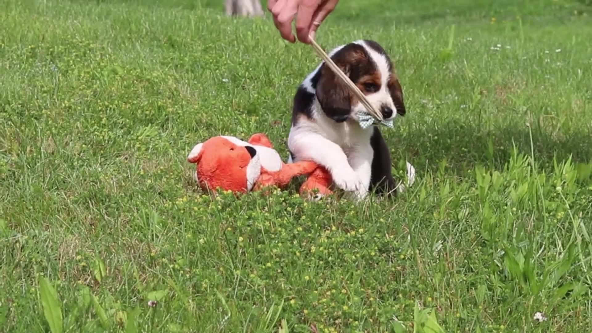 Beagle dogs for sale: Barron - Video 1