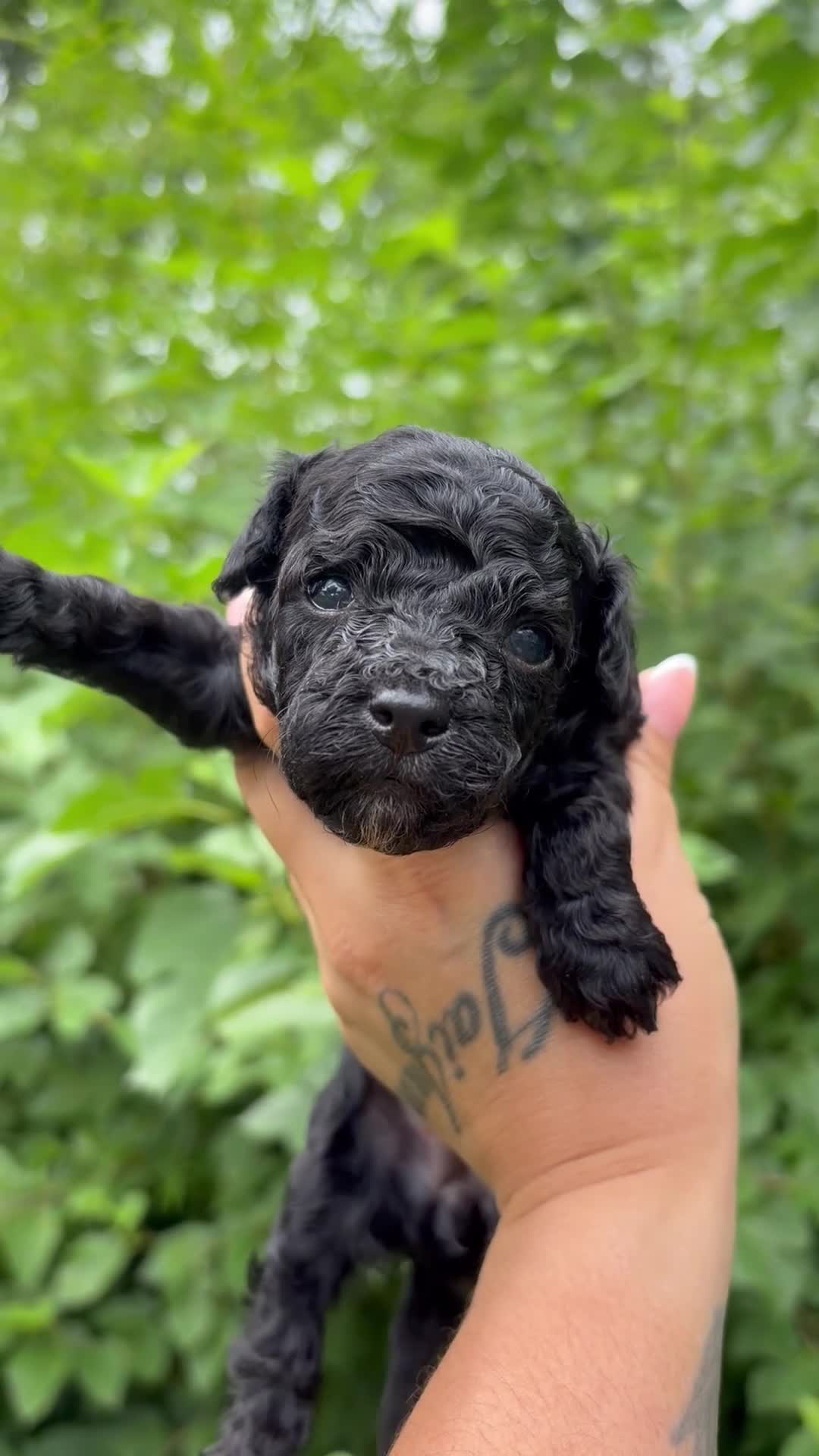 Toy Poodle dogs for sale: Titan - Video 2
