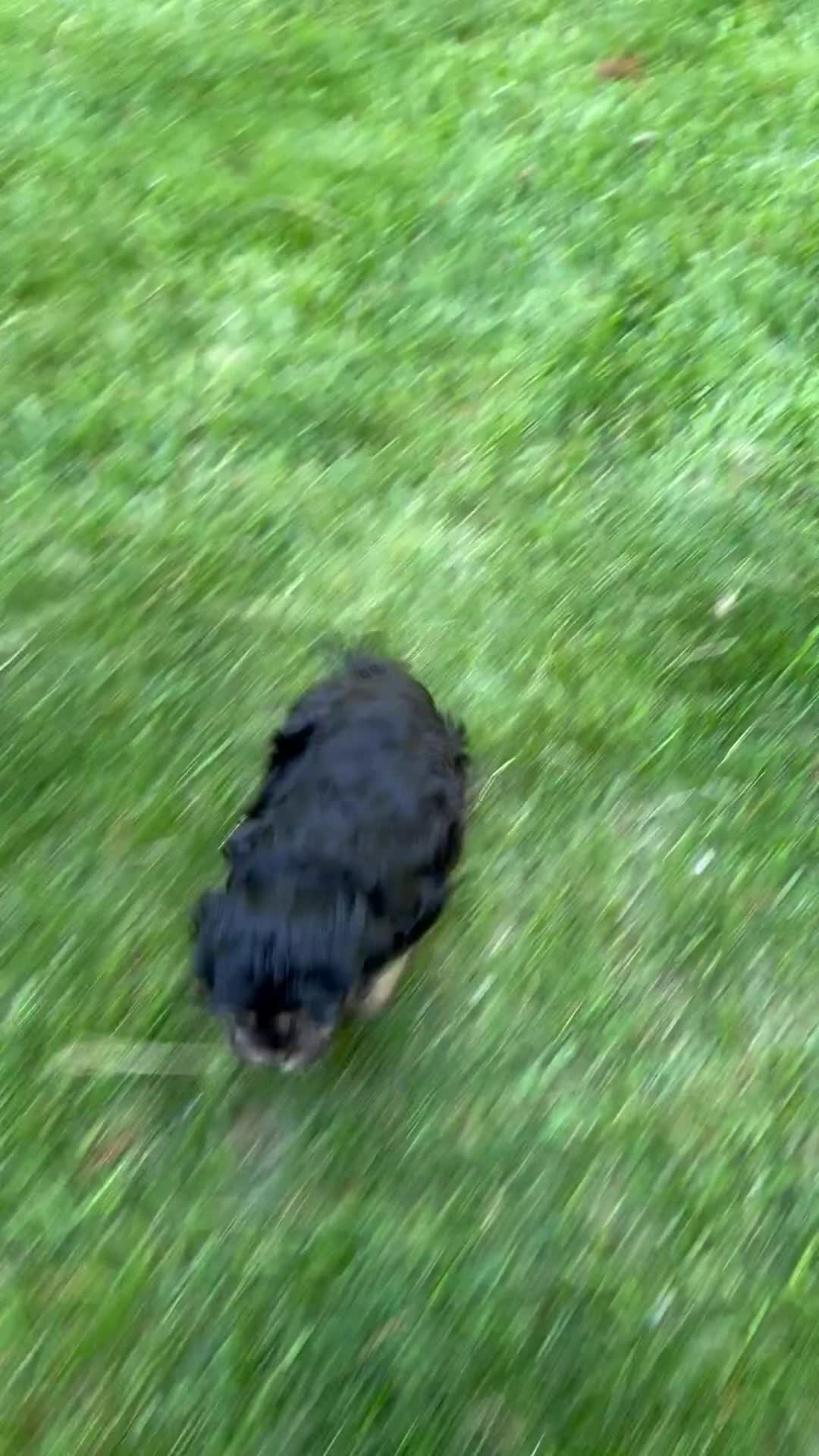 Cavapoo dogs for sale: Ace - Video 1