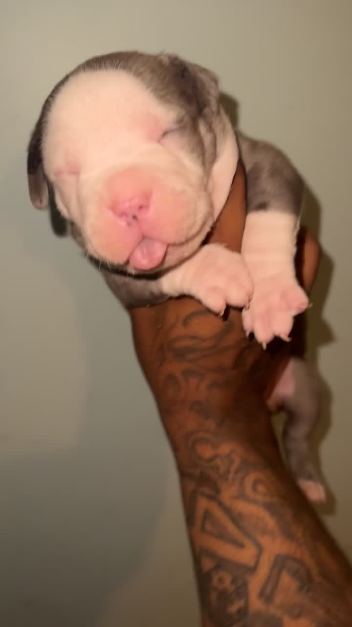 American Bully dogs for sale: American Bully Puppy 2 - Video 1
