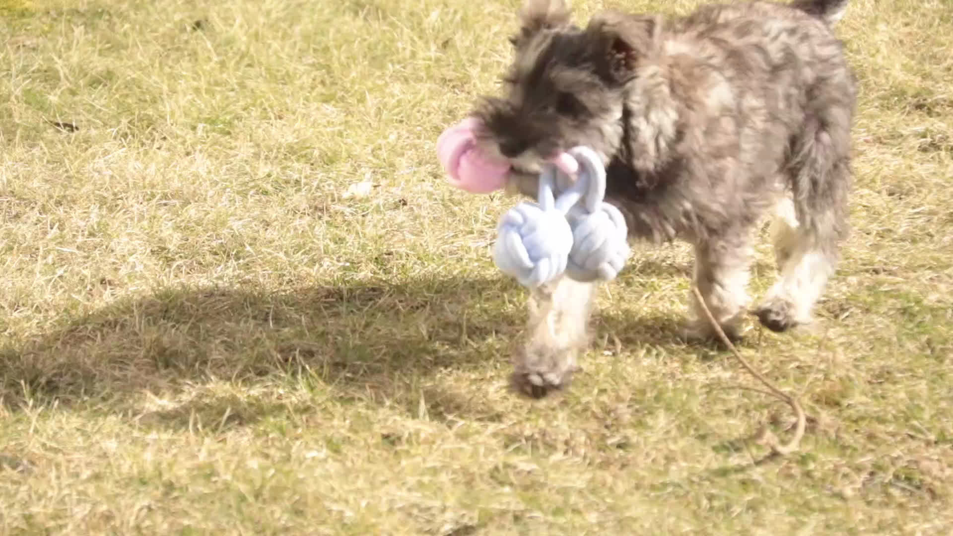 Miniature Schnauzer dogs for sale: Millie - Video 1