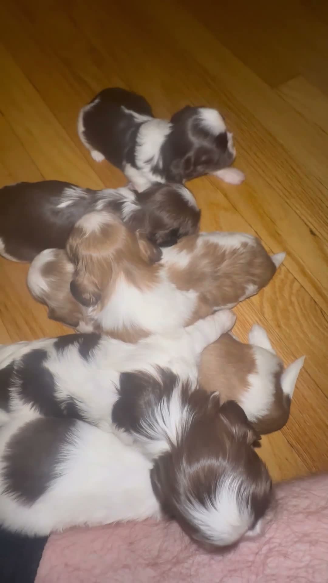 Shih Tzu dogs for sale: Whiskey  - Video 3