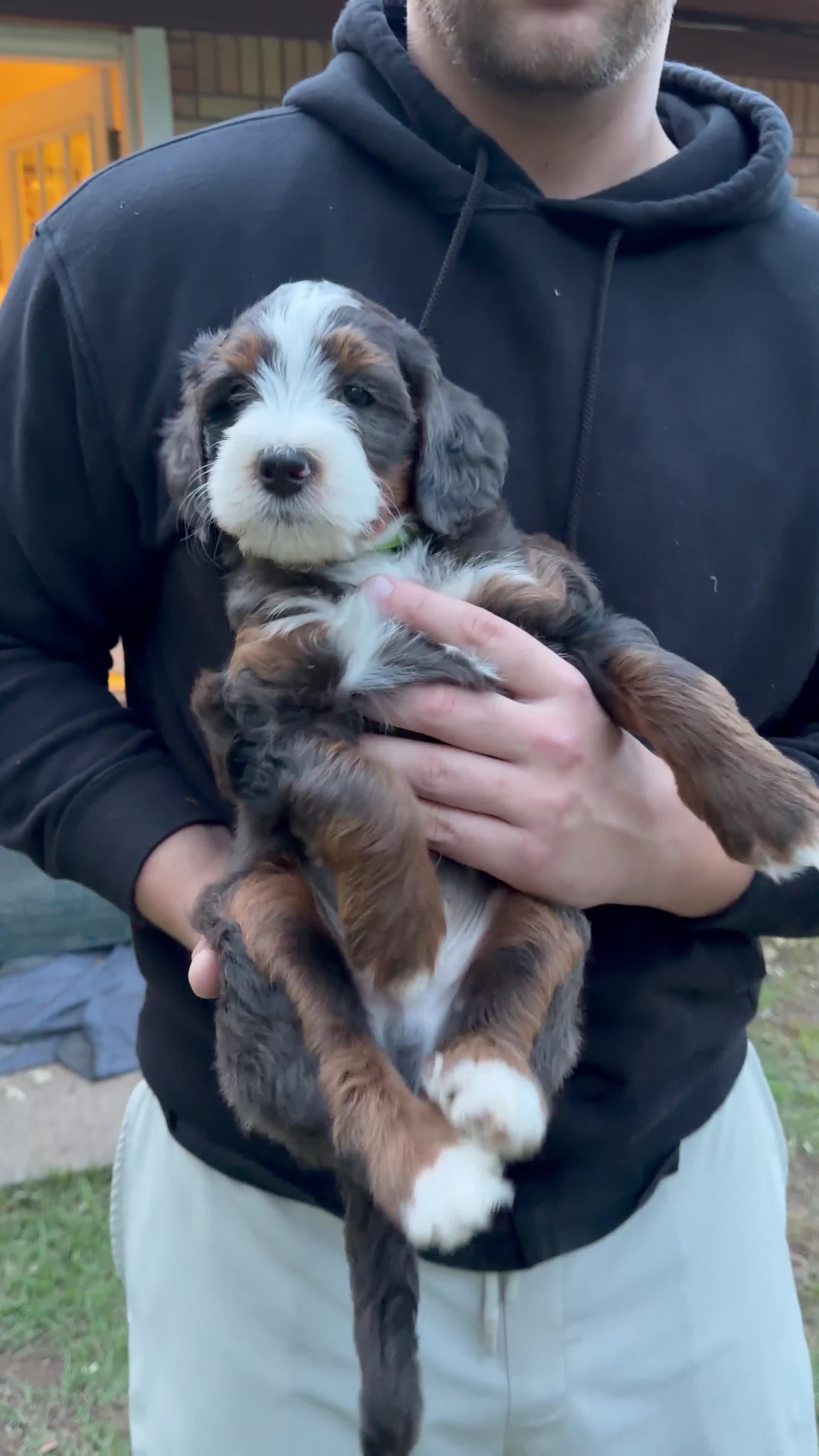Mini Bernedoodle dogs for sale: Benny - Video 1