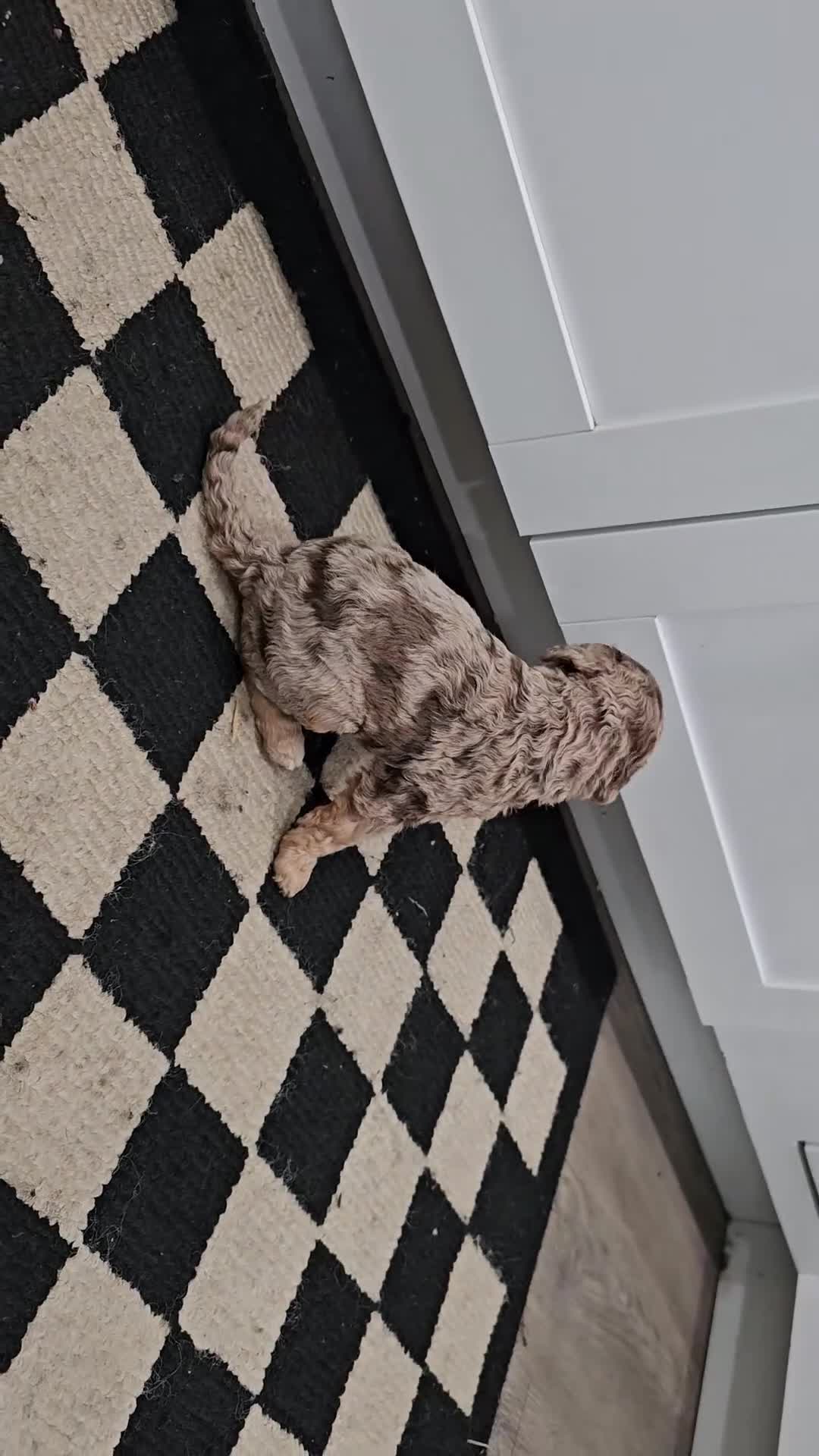 Standard Poodle dogs for sale: Princess Leia - Video 1