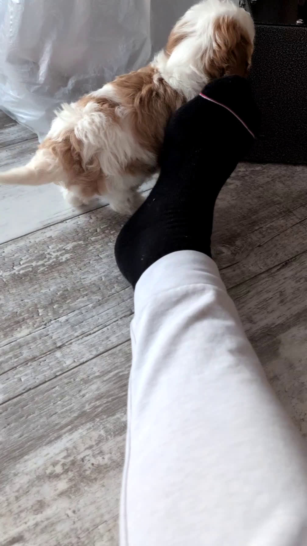 Cavapoo dogs for sale: Turbo  - Video 5