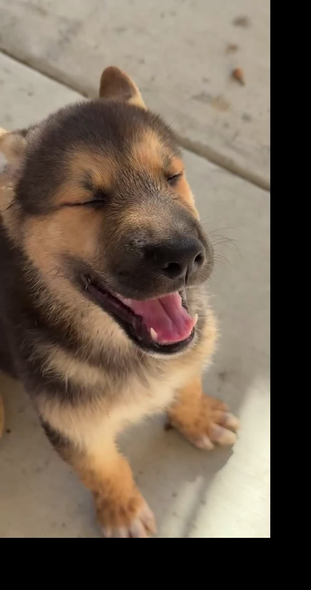 Gerberian Shepsky dogs for sale: Mila  - Video 1