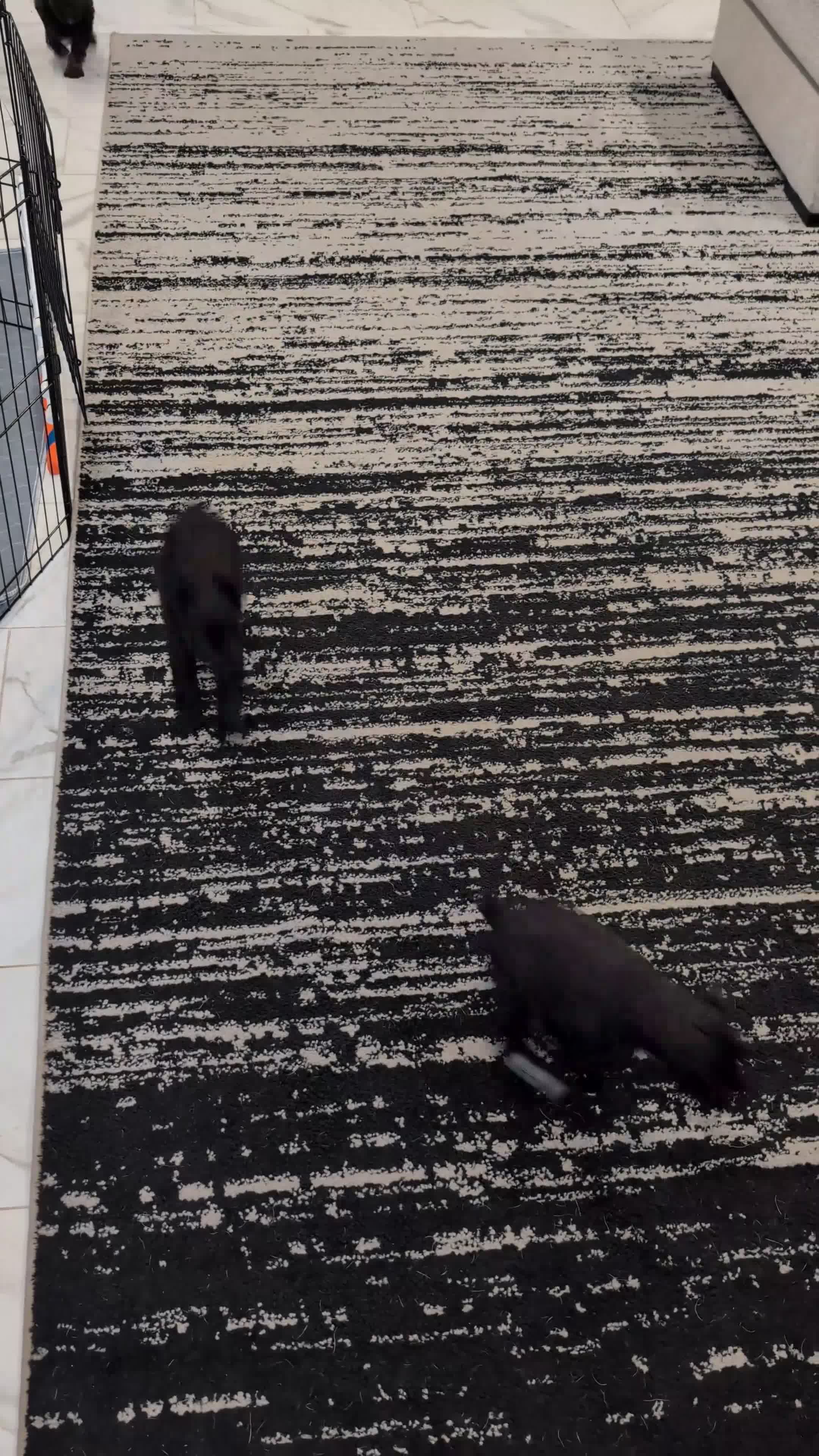 Miniature Schnauzer dogs for sale: Teddy - M - Video 1