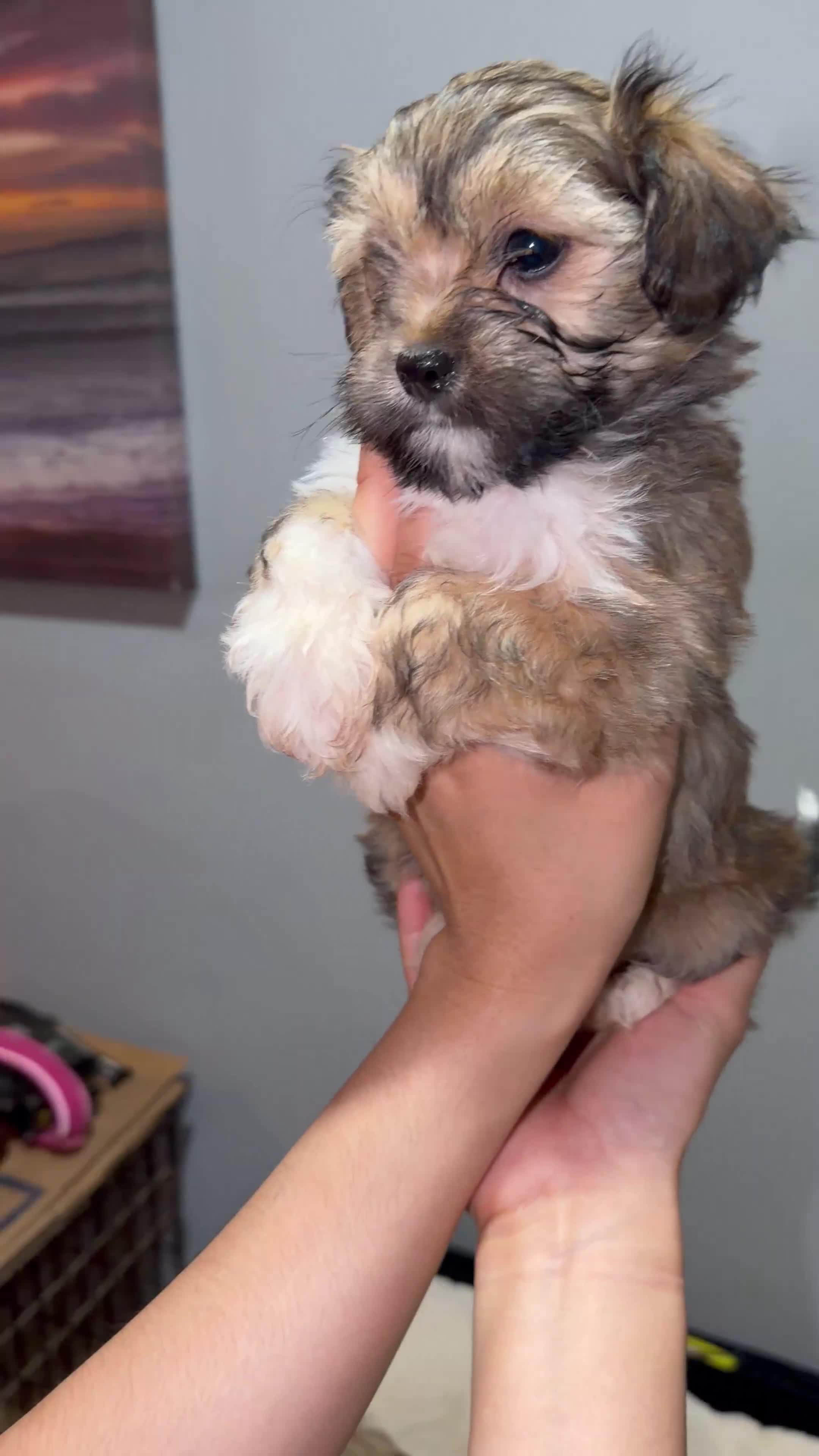 Maltese dogs for sale: Little man 2  - Video 1