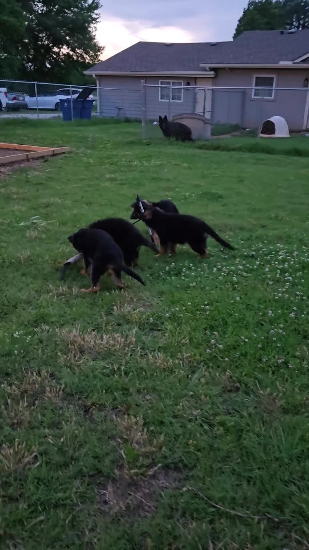 German Shepherd dogs for sale: German Shepherd Puppy 1 - Video 1