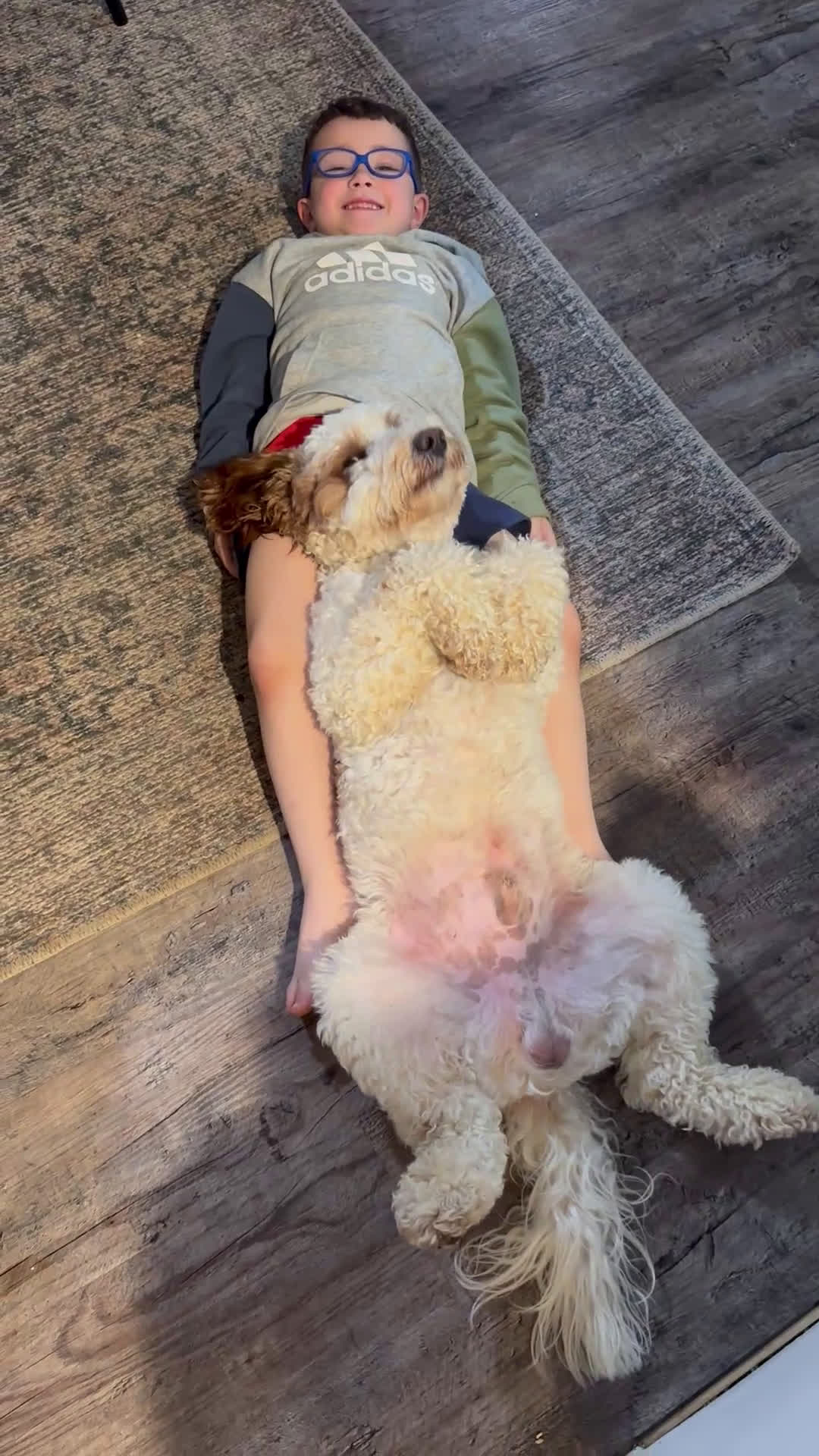 Mini Goldendoodle dogs for stud: Mini Goldendoodle F1b Stud - Video 1