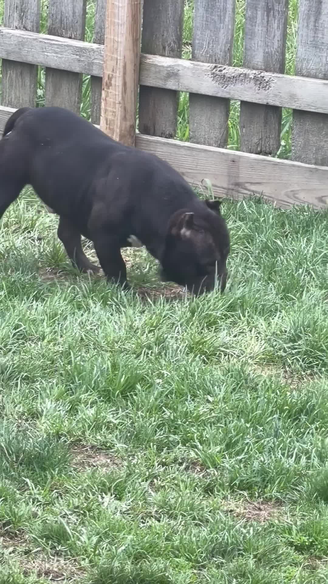 American Bully dogs for sale: Black Mamba - Video 1