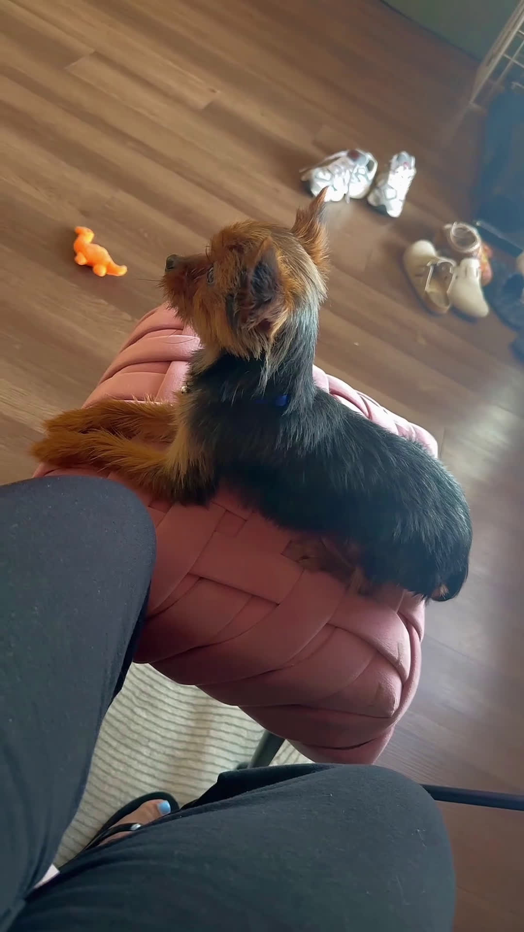 Chorkie dogs for sale: Royal - Video 2