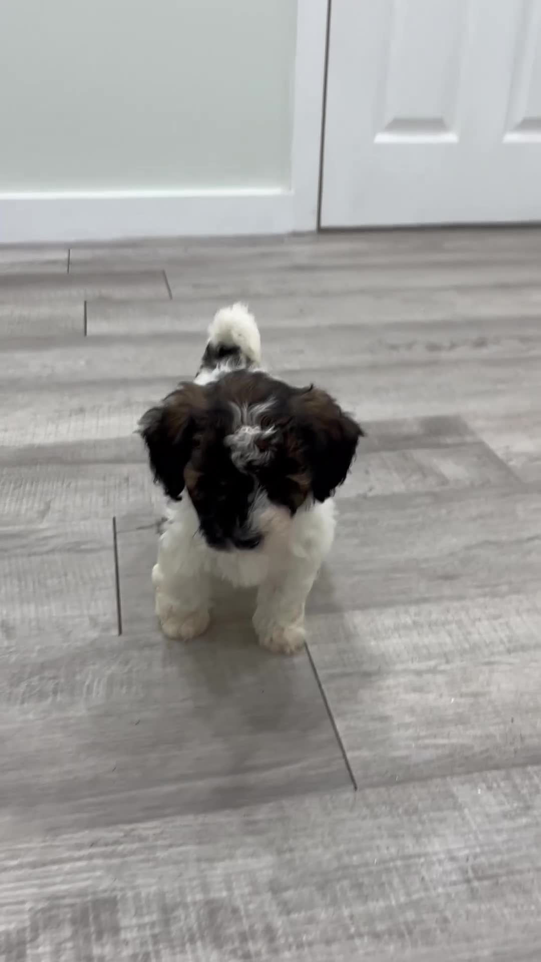 Miniature Poodle dogs for sale: Asia - Video 1