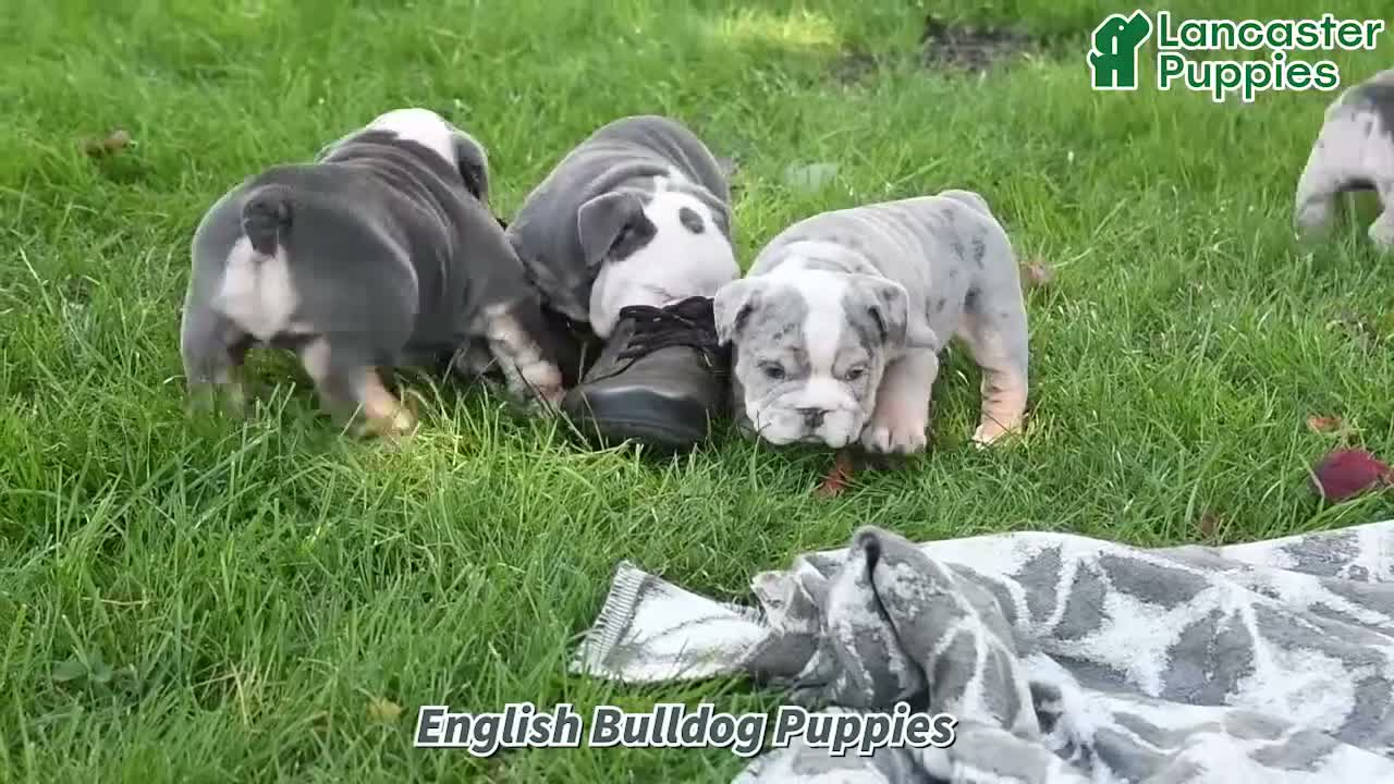 English Bulldog dogs for sale: Tank - Video 1