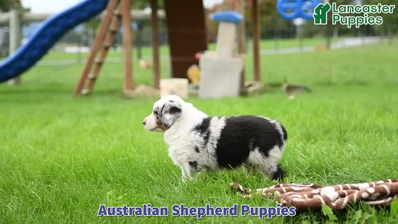 Australian Shepherd dogs for sale: Leo - Video 1