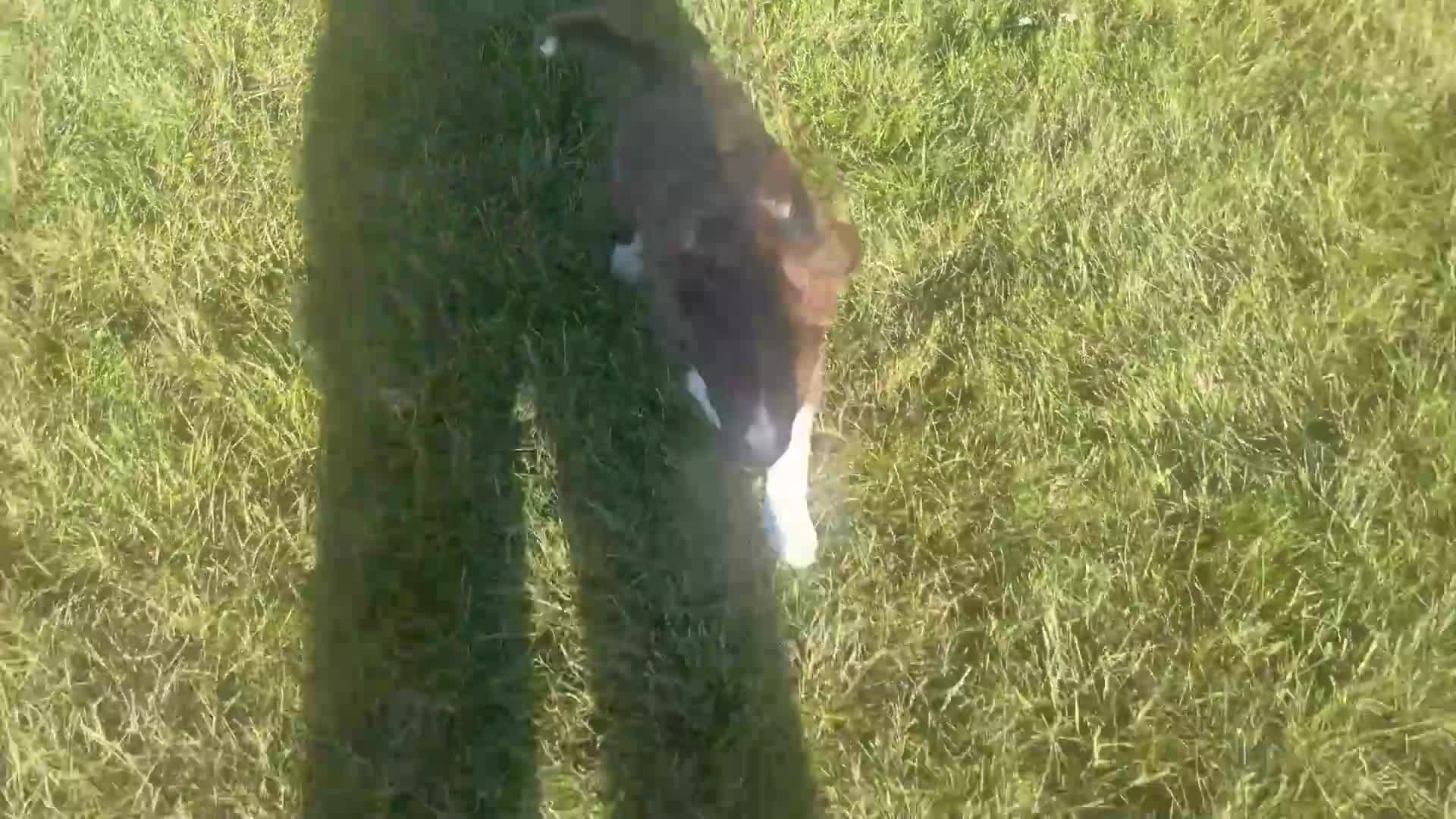 Border Collie dogs for sale: Bella - Video 1