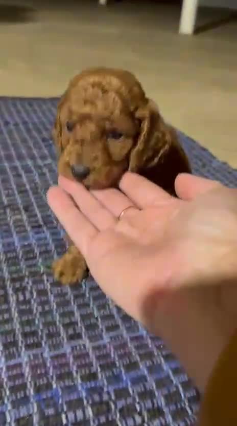 Toy Poodle dogs for sale: CHICO - ACA TOY POODLE - Video 2