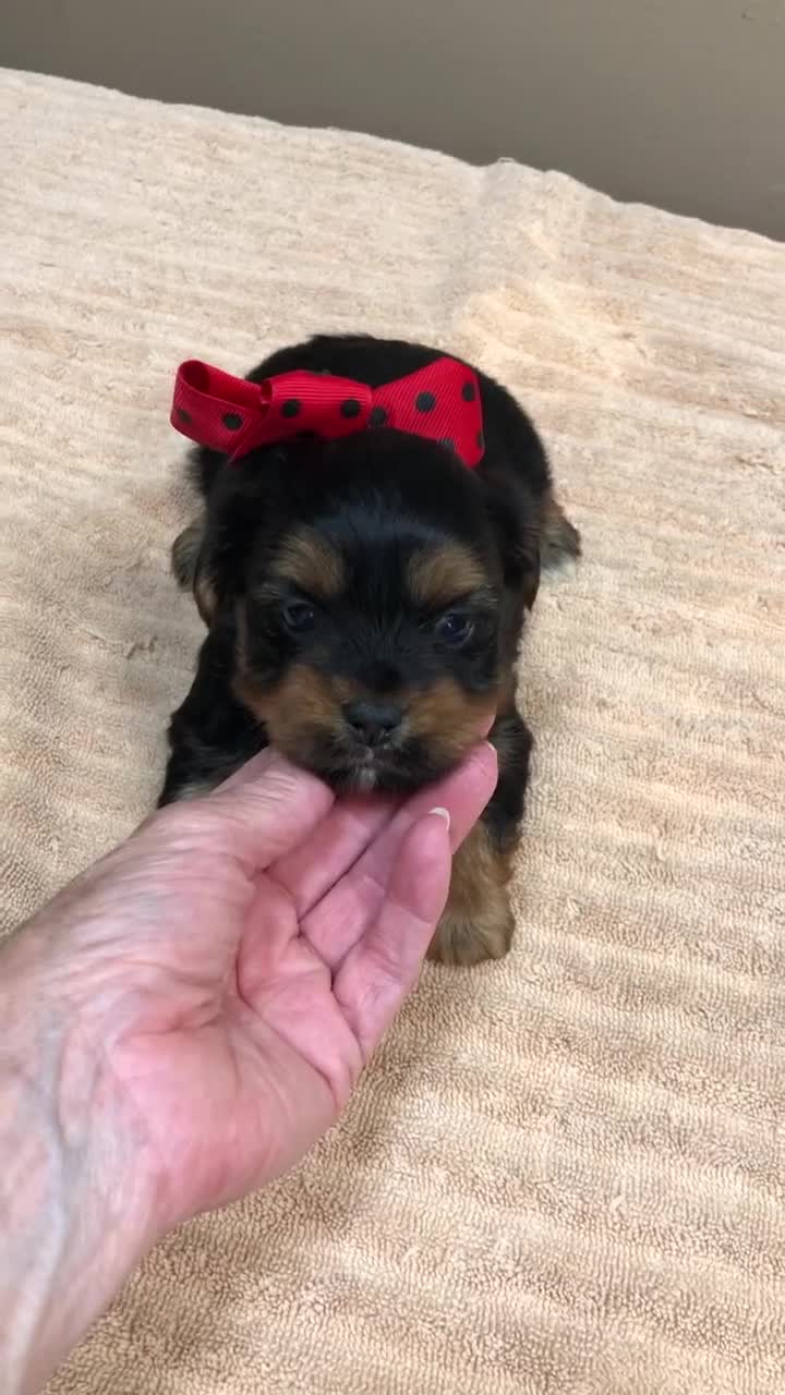 Yorkshire Terrier dogs for sale: Peyton - Video 1