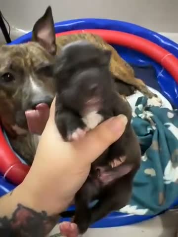 Mixed Breed dogs for sale: Hermes - Video 1