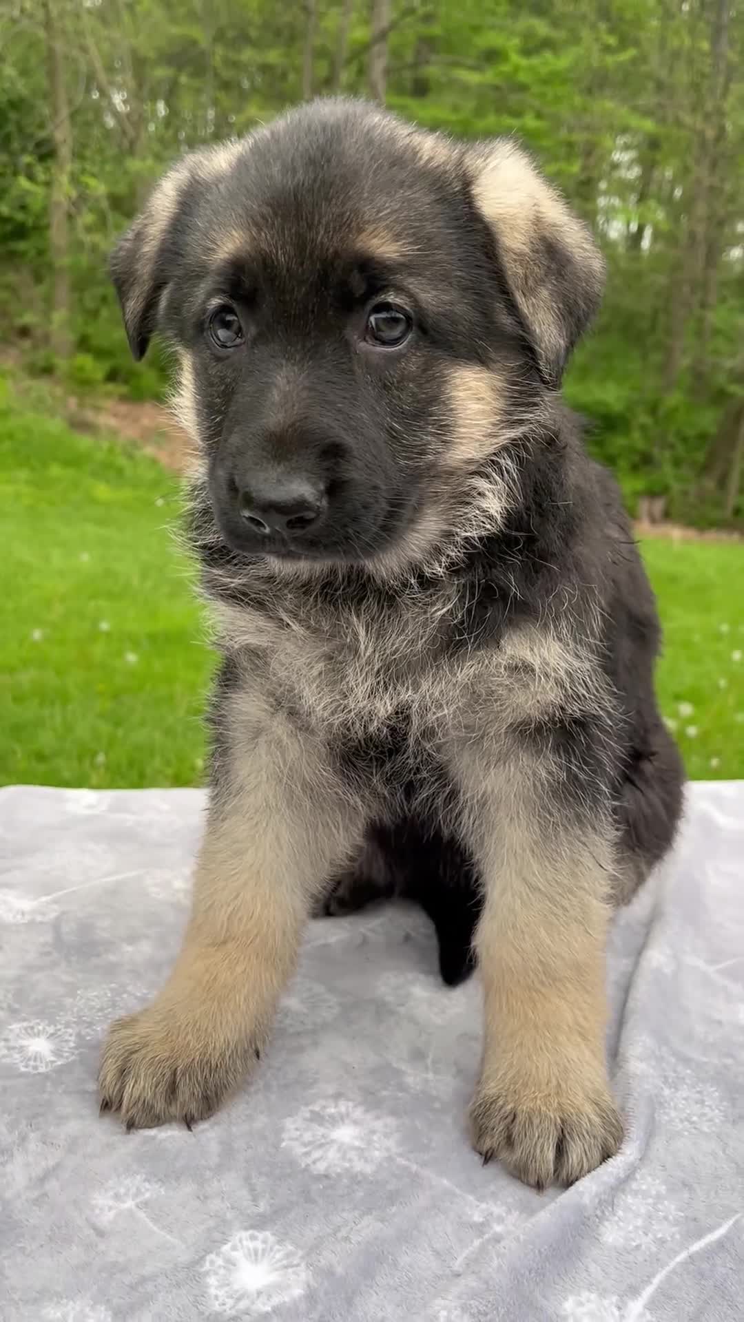 German Shepherd dogs for sale: Lily - Video 1
