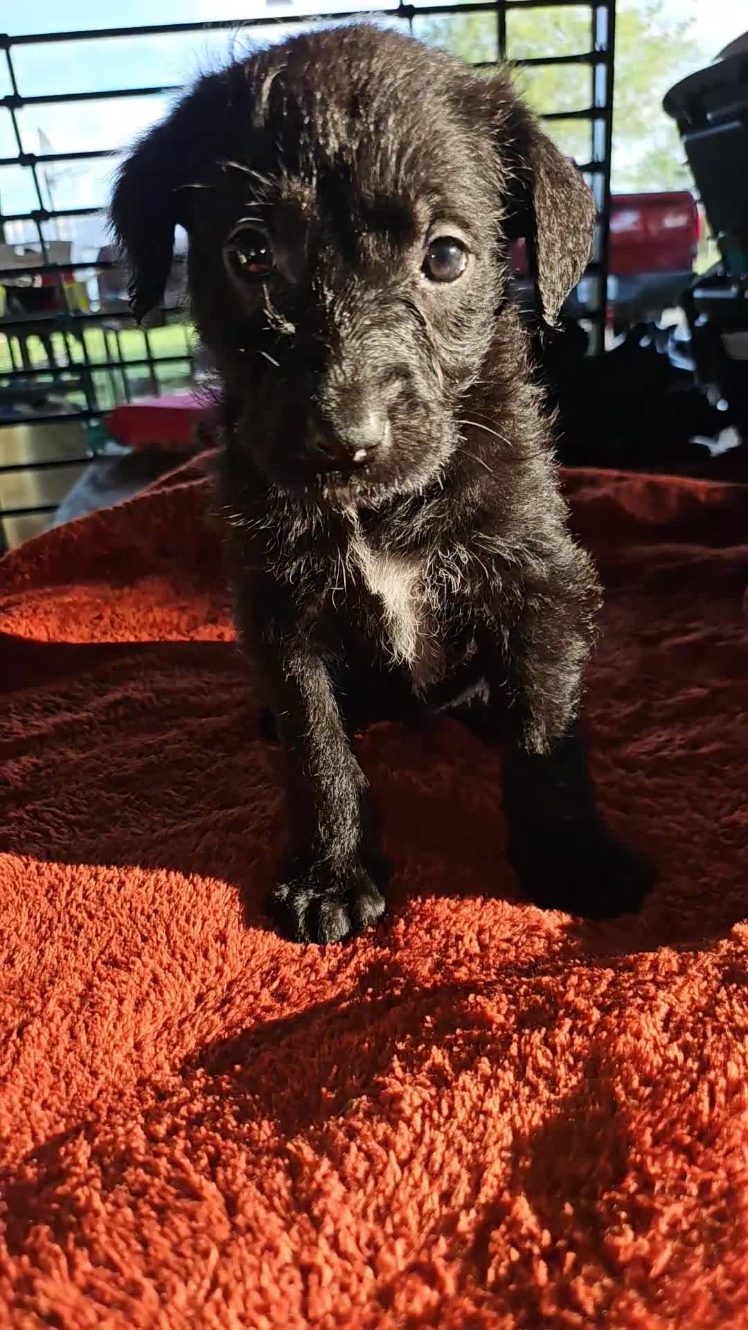 Labradoodle dogs for sale: Noxx - Video 1