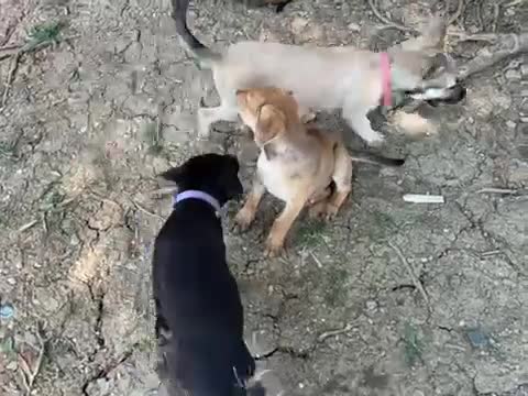 Mixed Breed dogs for sale: Mixed Breed 1 - Video 1