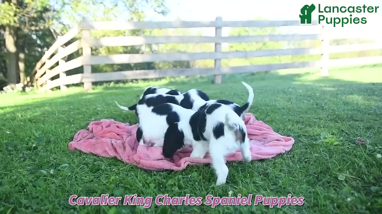 Cavalier King Charles Spaniel dogs for sale: Cajun - Video 1