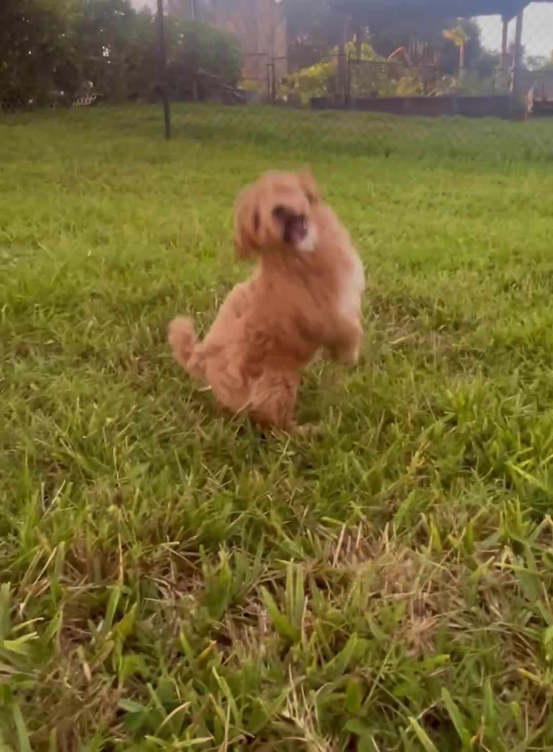 Mini Goldendoodle dogs for sale: Mini Goldendoodle Puppy 3 - Video 1