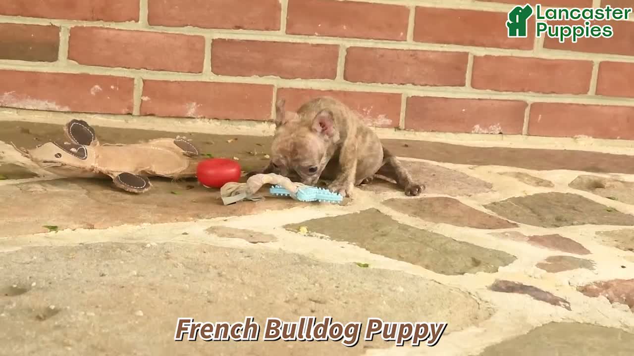 French Bulldog dogs for sale: Victor - Video 1