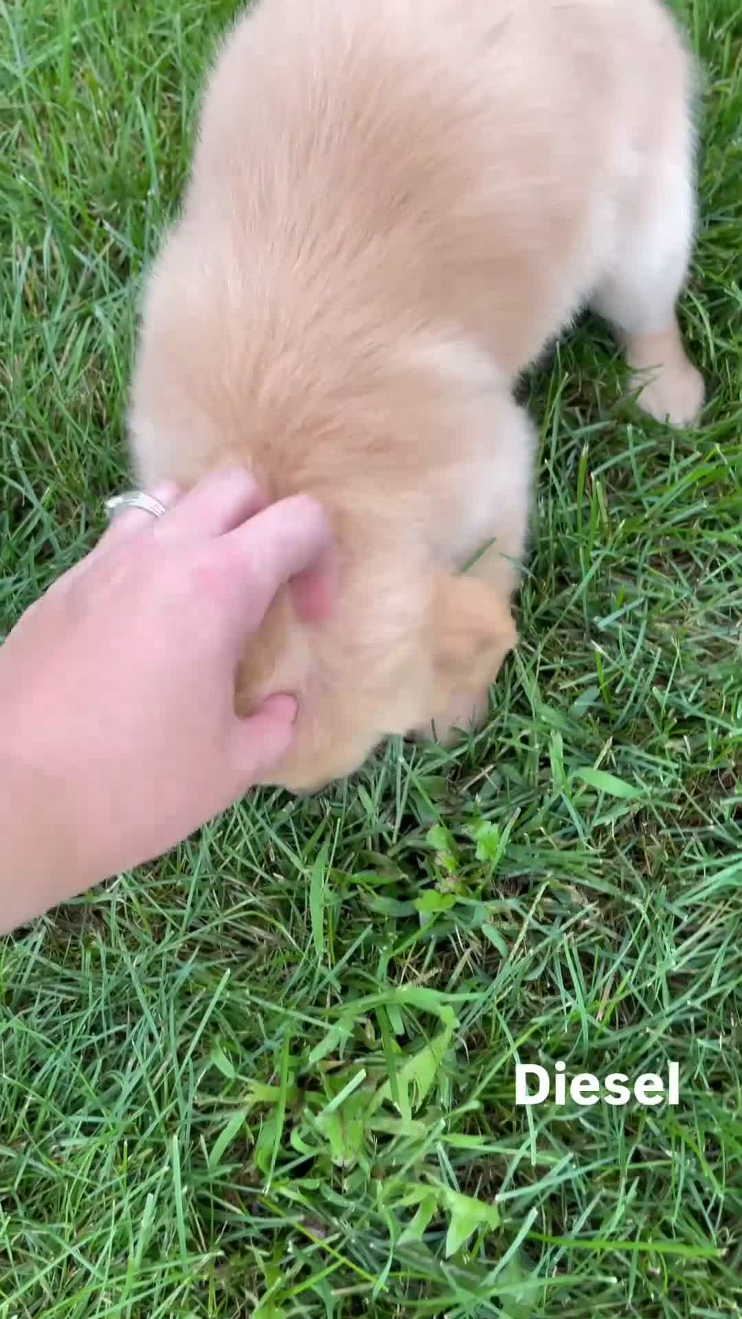 Golden Retriever dogs for sale: Diesel - Video 1