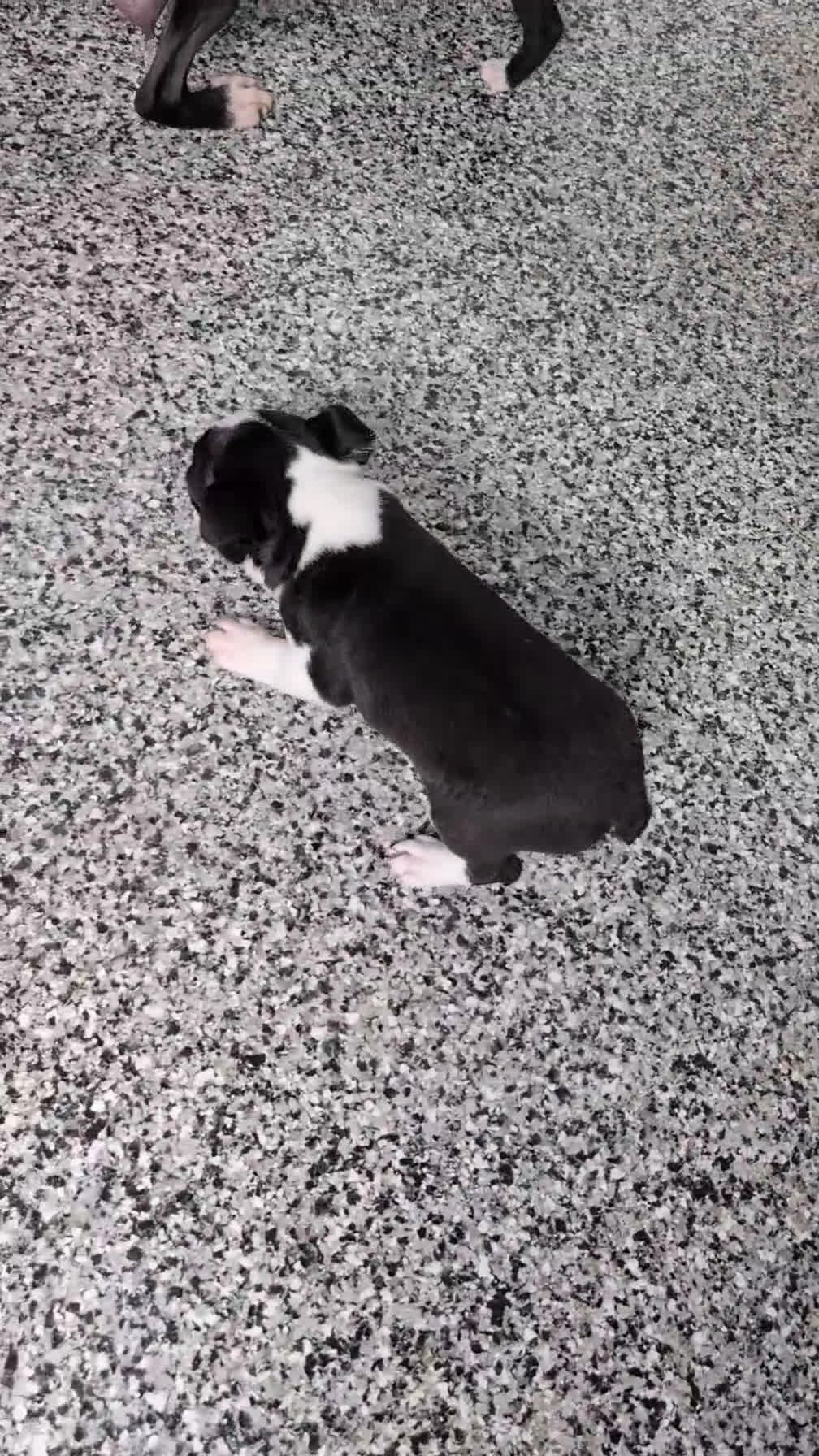 Boston Terrier dogs for sale: Mason - Video 1