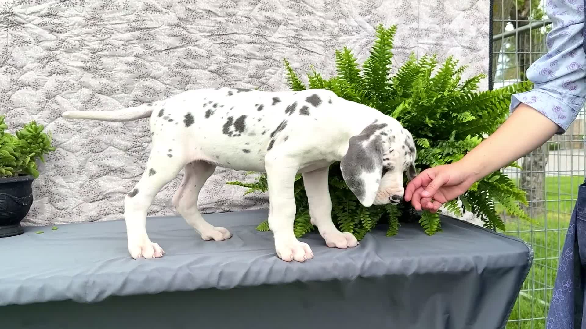 Great Dane dogs for sale: Kelly - Video 1