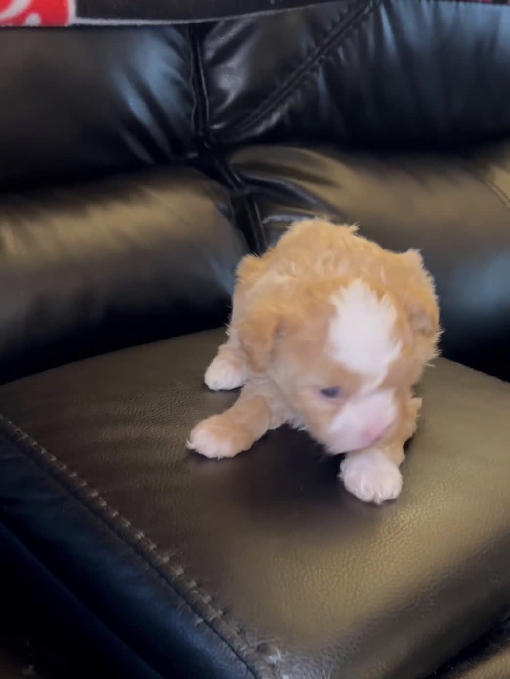Maltipoo dogs for sale: Maltipoo Puppy 2 - Video 1