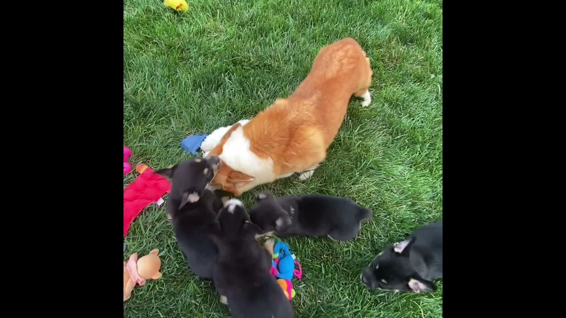 Mixed Breed dogs for sale: Mr. Hunter  - Video 1