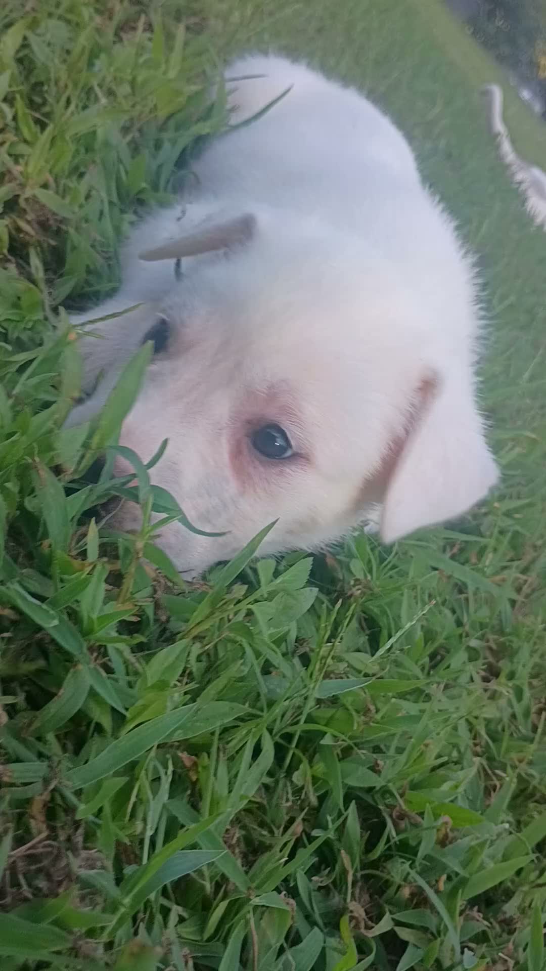 Mixed Breed dogs for sale: Zevlor - Video 3